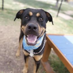 Shelter Stray Male Dog last seen Near BLOCK & EVERS, 4710 TX-151, San Antonio, TX 78227, USA