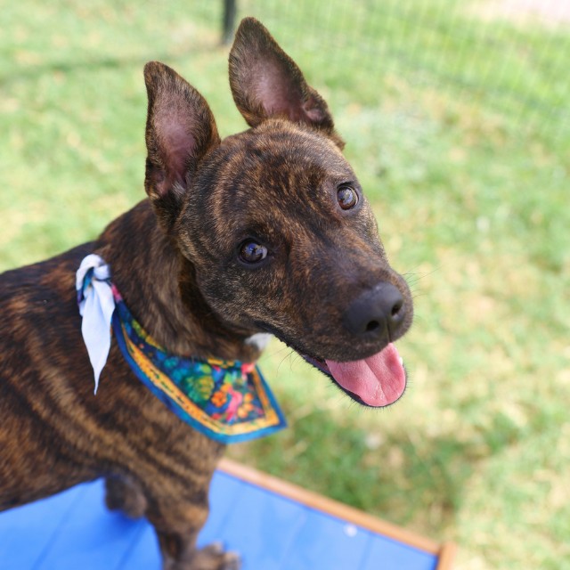 Shelter Stray Male Dog last seen Near BLOCK & EVERS, 4710 TX-151, San Antonio, TX 78227, USA