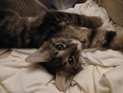 Shelter Stray Female Cat last seen CHARLOTTE, 8315 Byrum Dr, Charlotte, NC 28217, USA