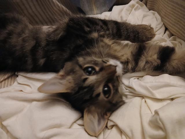 Shelter Stray Female Cat last seen CHARLOTTE, 8315 Byrum Dr, Charlotte, NC 28217, USA