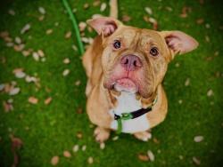 Shelter Stray Male Dog last seen , 2769 Conroy Rd, Orlando, FL 32839, USA