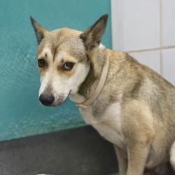 Shelter Stray Female Dog last seen LAWNTON, 4710 TX-151, San Antonio, TX 78227, USA