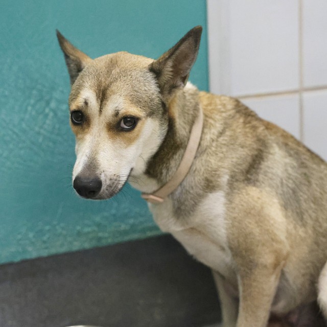 Shelter Stray Female Dog last seen LAWNTON, 4710 TX-151, San Antonio, TX 78227, USA