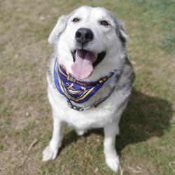 Shelter Stray Male Dog last seen Near BLOCK OAK FLAT RD, 4710 TX-151, San Antonio, TX 78227, USA