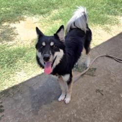 Shelter Stray Female Dog last seen Near BLOCK PARKCREST LONG BEACH, 7700 E Spring St, Long Beach, CA 90815, USA