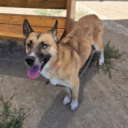Shelter Stray Female Dog last seen Near BLOCK PARKCREST LONG BEACH, 7700 E Spring St, Long Beach, CA 90815, USA