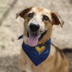 Shelter Stray Male Dog last seen Near BLOCK CATALONIA PASS, 4710 TX-151, San Antonio, TX 78227, USA