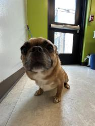 Shelter Stray Female Dog last seen Near BLOCK S 237TH PL, KENT WA 98032, 21615 64th Ave S, Kent, WA 98032, USA