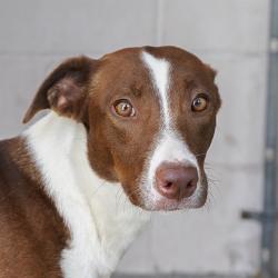 Shelter Stray Female Dog last seen MAHOGANY ST NATOMA WAY ALY & ROANOKE AVE, 2127 Front St, Sacramento, CA 95818, USA