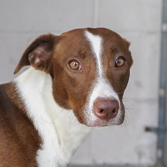 Shelter Stray Female Dog last seen MAHOGANY ST NATOMA WAY ALY & ROANOKE AVE, 2127 Front St, Sacramento, CA 95818, USA