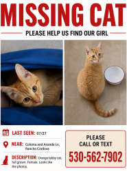 Lost Female Cat last seen Ananda Ln and Coloma Rd, Rancho Cordova, CA 95670