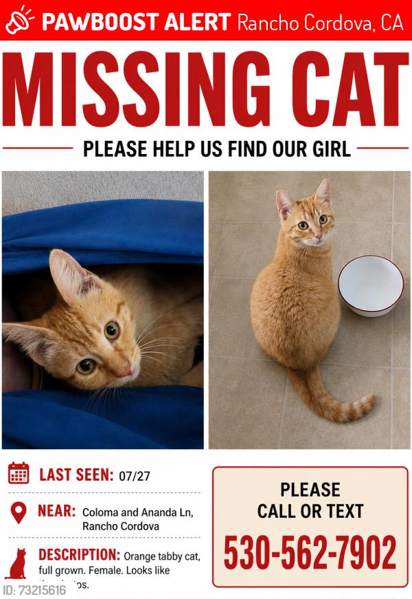 Lost Female Cat last seen Ananda Ln and Coloma Rd, Rancho Cordova, CA 95670