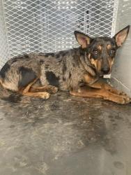 Shelter Stray Female Dog last seen Near BLOCK MERCED AVE, WASCO CA 93280, 3951 Fruitvale Ave, Bakersfield, CA 93308, USA