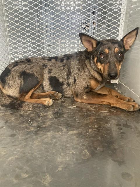 Shelter Stray Female Dog last seen Near BLOCK MERCED AVE, WASCO CA 93280, 3951 Fruitvale Ave, Bakersfield, CA 93308, USA