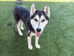 Shelter Stray Female Dog last seen , 3201 Lacy St, Los Angeles, CA 90031, USA