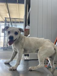 Shelter Stray Male Dog last seen Near BLOCK MERCED AVE, WASCO CA 93280, 3951 Fruitvale Ave, Bakersfield, CA 93308, USA