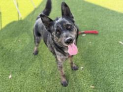 Shelter Stray Male Dog last seen , 3201 Lacy St, Los Angeles, CA 90031, USA