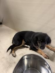 Shelter Stray Female Dog last seen CLEMENT ST, EDWARDS CA 93523, 3951 Fruitvale Ave, Bakersfield, CA 93308, USA