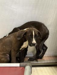 Shelter Stray Female Dog last seen BELSHAW ST, MOJAVE CA 93501, 3951 Fruitvale Ave, Bakersfield, CA 93308, USA