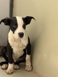 Shelter Stray Male Dog last seen BELSHAW ST, MOJAVE CA 93501, 3951 Fruitvale Ave, Bakersfield, CA 93308, USA