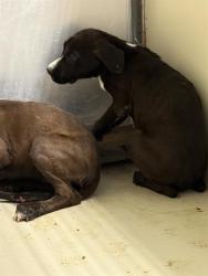 Shelter Stray Male Dog last seen BELSHAW ST, MOJAVE CA 93501, 3951 Fruitvale Ave, Bakersfield, CA 93308, USA