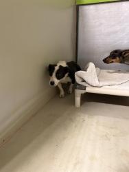 Shelter Stray Female Dog last seen BELSHAW ST, MOJAVE CA 93501, 3951 Fruitvale Ave, Bakersfield, CA 93308, USA