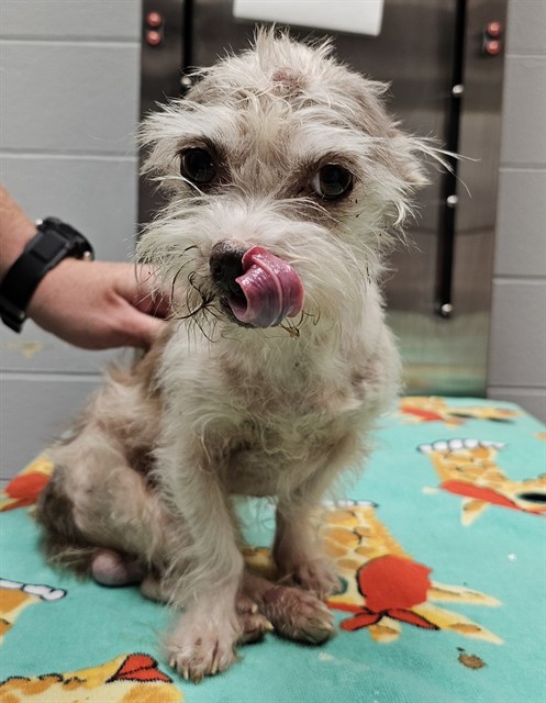 Shelter Stray Male Dog last seen NORTH END OF HURRICANE CREEK, 4950 SW Triana Blvd, Huntsville, AL 35805, USA
