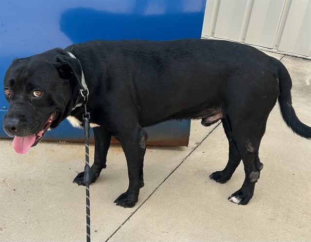 Shelter Stray Male Dog last seen MAIN DR, NEW HOPE, 4950 SW Triana Blvd, Huntsville, AL 35805, USA