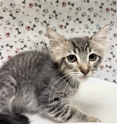 Shelter Stray Male Cat last seen Near BLOCK VAN BUREN BLVD, JURUPA VALLEY CA 92509, 6851 Van Buren Boulevard, Jurupa Valley, CA 92509, USA