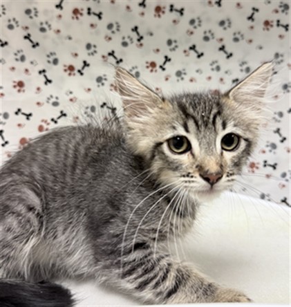 Shelter Stray Male Cat last seen Near BLOCK VAN BUREN BLVD, JURUPA VALLEY CA 92509, 6851 Van Buren Boulevard, Jurupa Valley, CA 92509, USA