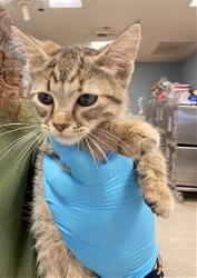 Shelter Stray Female Cat last seen Near BLOCK VAN BUREN BLVD, RIVERSIDE CA 92503, 6851 Van Buren Boulevard, Jurupa Valley, CA 92509, USA