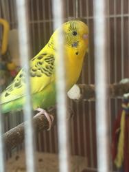 Found/Stray Unknown Bird last seen Near Street & 97 Avenue, Queens, NY 11417