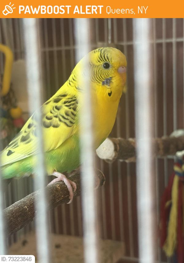 Found/Stray Unknown Bird last seen Near Street & 97 Avenue, Queens, NY 11417