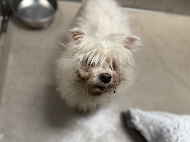 Shelter Stray Male Dog last seen Near BLOCK W 49TH AVE DENVER, CO 80221, 1241 W Bayaud Ave, Denver, CO 80223, USA