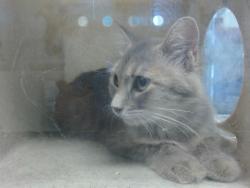 Shelter Stray Female Cat last seen , 2811 SE 29th St, Oklahoma City, OK 73129, USA
