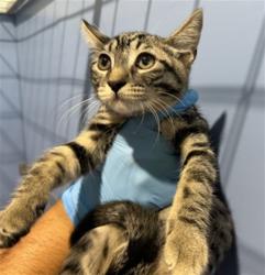 Shelter Stray Female Cat last seen MAGNOLIA AND WILSON, 333 Chandler Pl, San Bernardino, CA 92408, USA