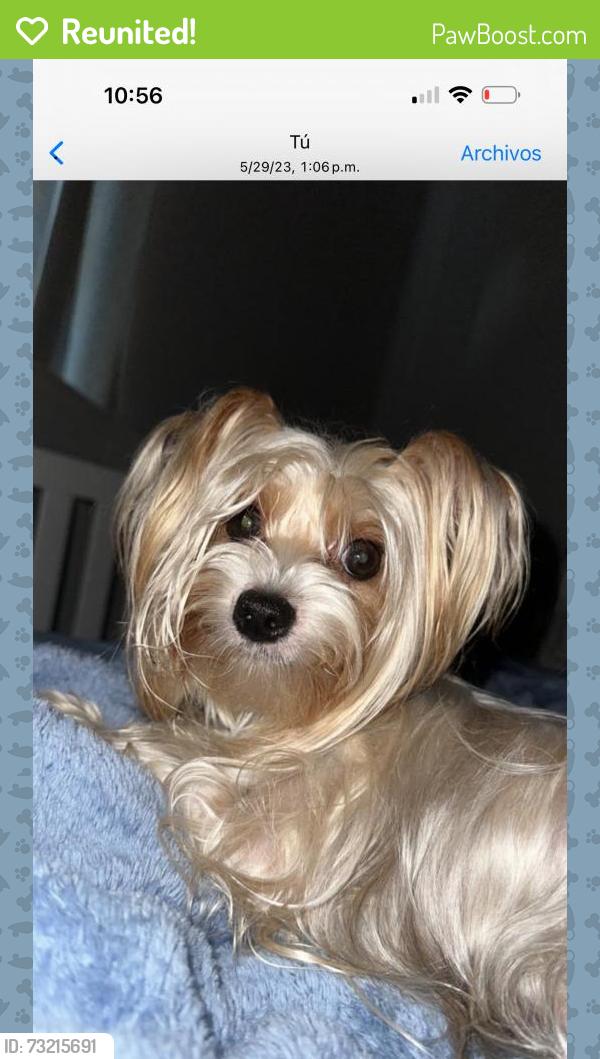 Reunited Female Dog last seen Near SW 242nd Terr, Homestead, FL 33032