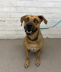 Shelter Stray Male Dog last seen Near BLOCK PACIFIC ST, 333 Chandler Pl, San Bernardino, CA 92408, USA