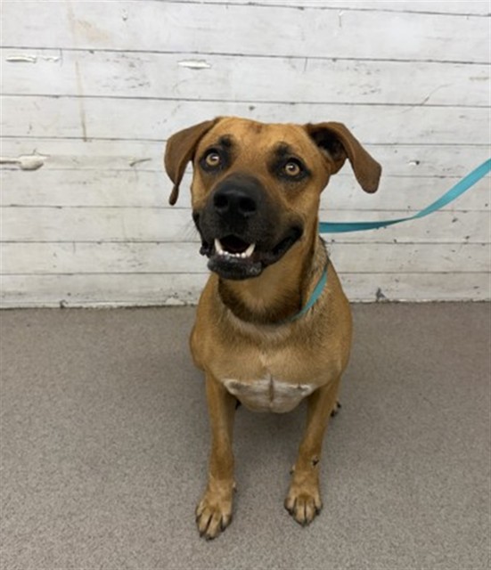 Shelter Stray Male Dog last seen Near BLOCK PACIFIC ST, 333 Chandler Pl, San Bernardino, CA 92408, USA