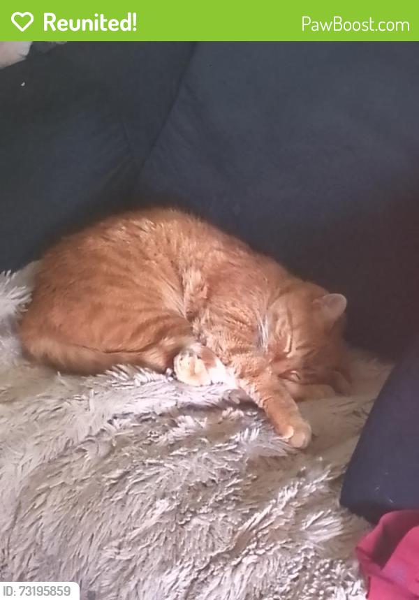 Reunited Male Cat last seen Near old ferry road, unit 10c. Shalimar, Fl. Unit 10C, Shalimar, FL 32579