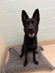 Shelter Stray Female Dog last seen PRARIE PKWY/ GATEWAY DR 80022, 12155 Park Blvd, Brighton, CO 80601, USA