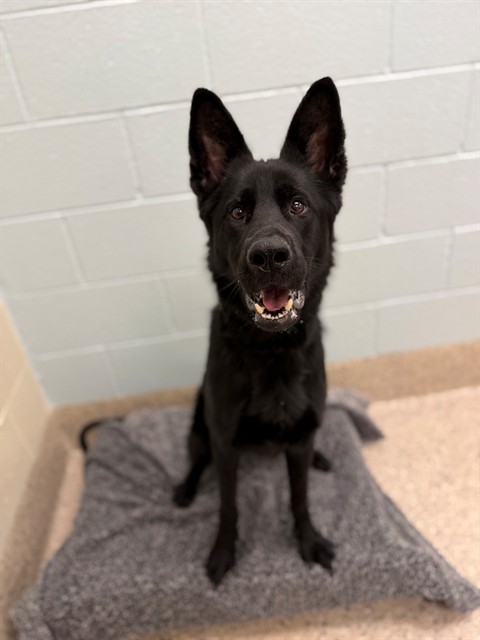 Shelter Stray Female Dog last seen PRARIE PKWY/ GATEWAY DR 80022, 12155 Park Blvd, Brighton, CO 80601, USA