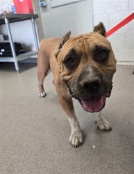 Shelter Stray Female Dog last seen , 333 Chandler Pl, San Bernardino, CA 92408, USA