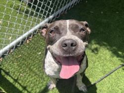 Shelter Stray Male Dog last seen , 1850 W 60th St, Los Angeles, CA 90047, USA