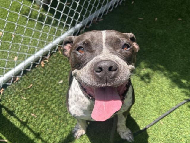 Shelter Stray Male Dog last seen , 1850 W 60th St, Los Angeles, CA 90047, USA