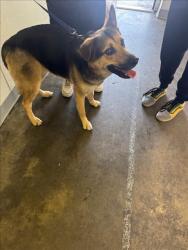 Shelter Stray Female Dog last seen , 1850 W 60th St, Los Angeles, CA 90047, USA