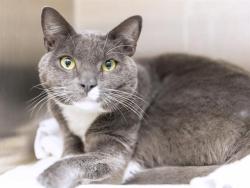 Shelter Stray Male Cat last seen S 63RD AVE & LILLINI AVE, 5501 E Van Buren St, Phoenix, AZ 85008, USA