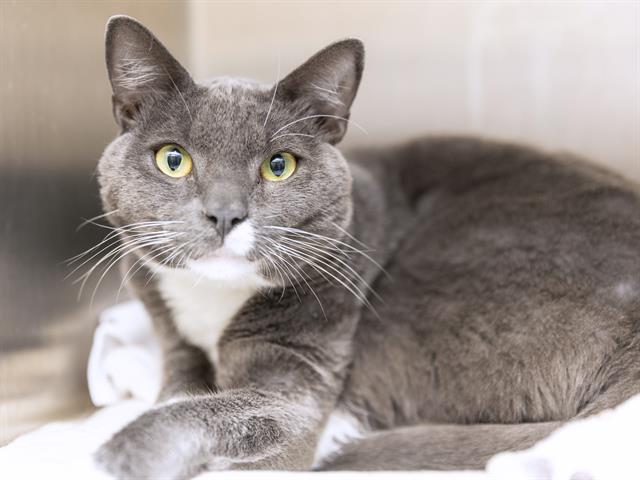 Shelter Stray Male Cat last seen S 63RD AVE & LILLINI AVE, 5501 E Van Buren St, Phoenix, AZ 85008, USA