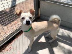 Shelter Stray Male Dog last seen , 957 N Gaffey St, San Pedro, CA 90731, USA