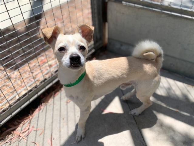 Shelter Stray Male Dog last seen , 957 N Gaffey St, San Pedro, CA 90731, USA
